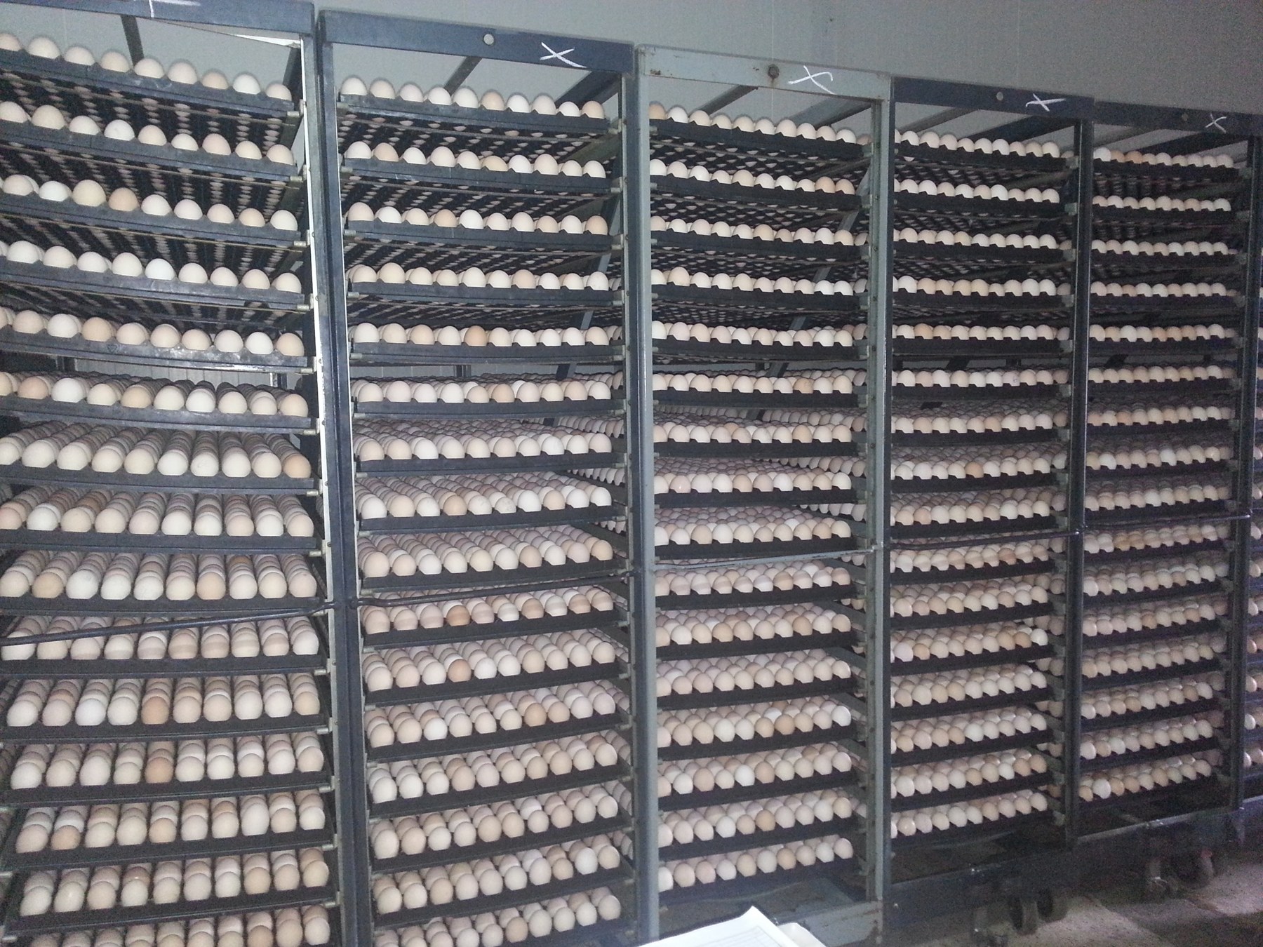 Commercial hatching eggs carefully arranged on hatchery racks