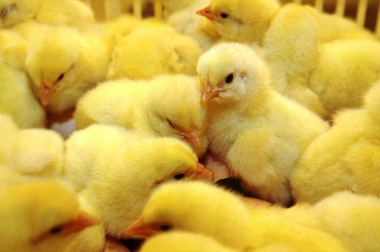 Day-old chicks in a commercial hatchery